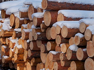 Выбор между летней и зимней древесиной